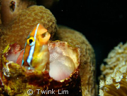 Not your usual smiling blenny.I am not sure why the blenn... by Twink Lim 
